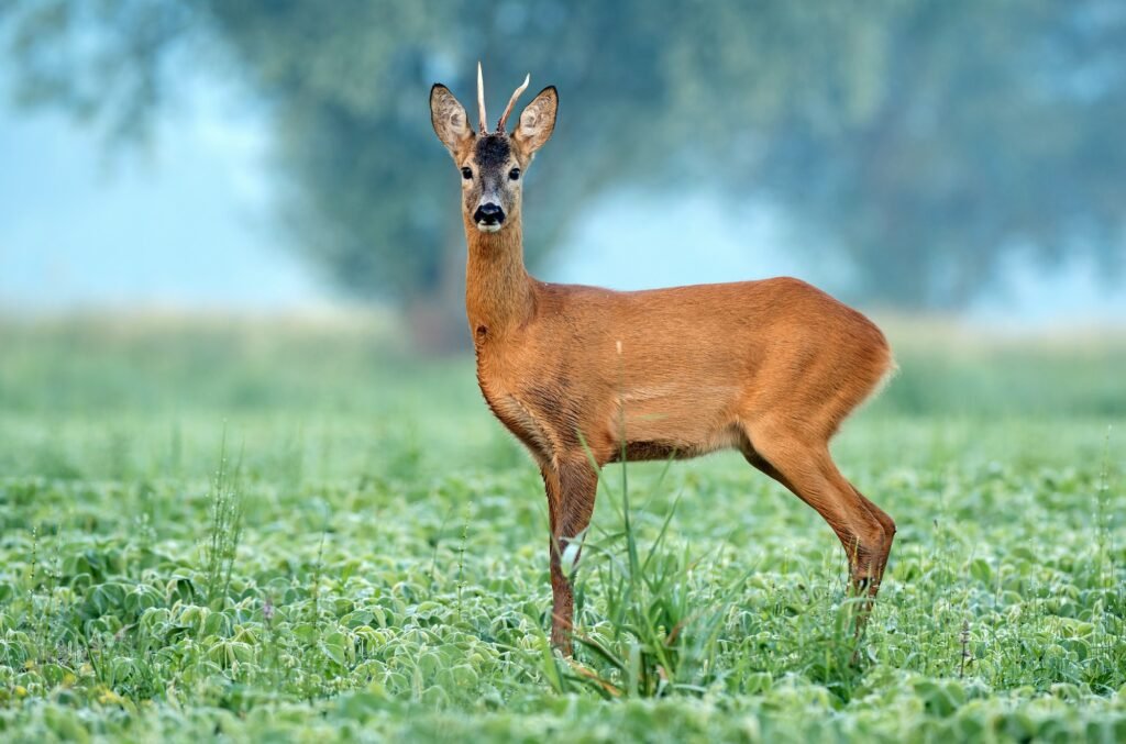 smoking deer meat